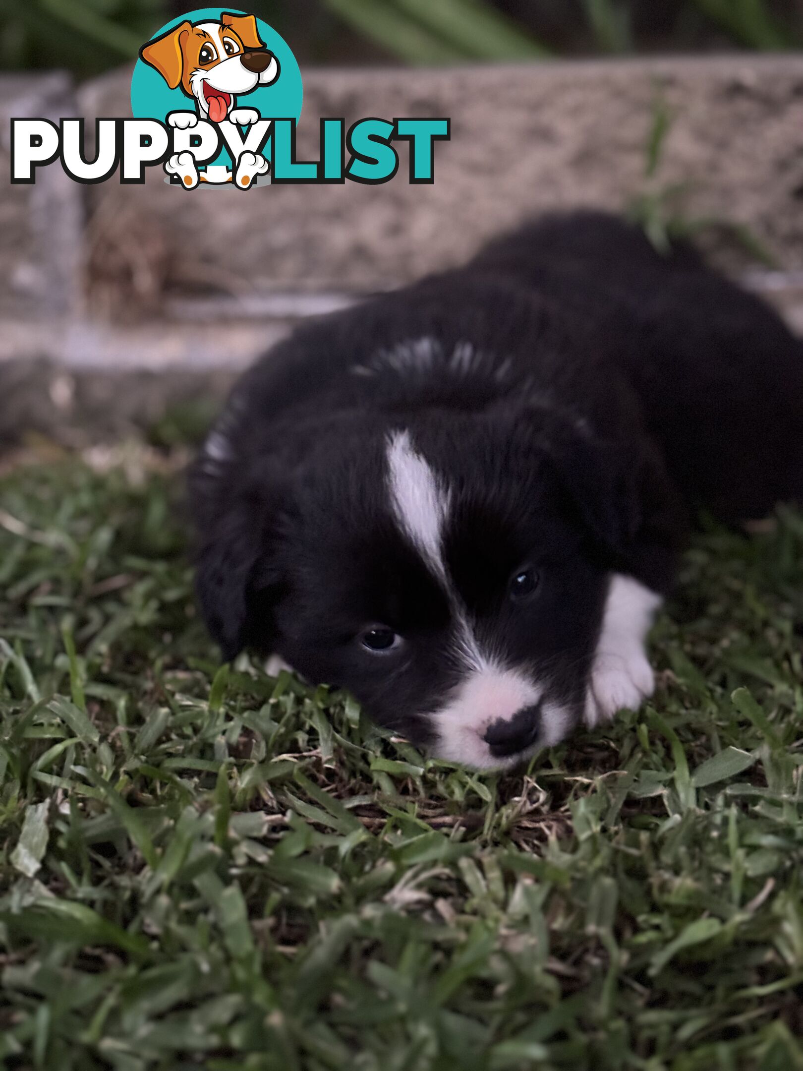 Border Collie puppies for sale