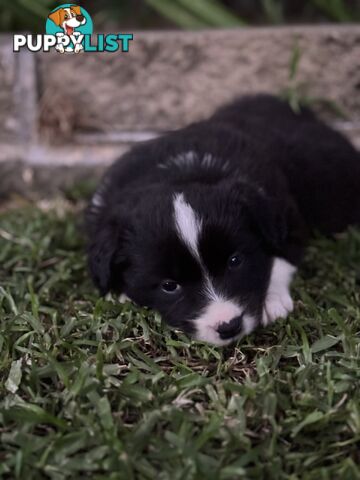 Border Collie puppies for sale