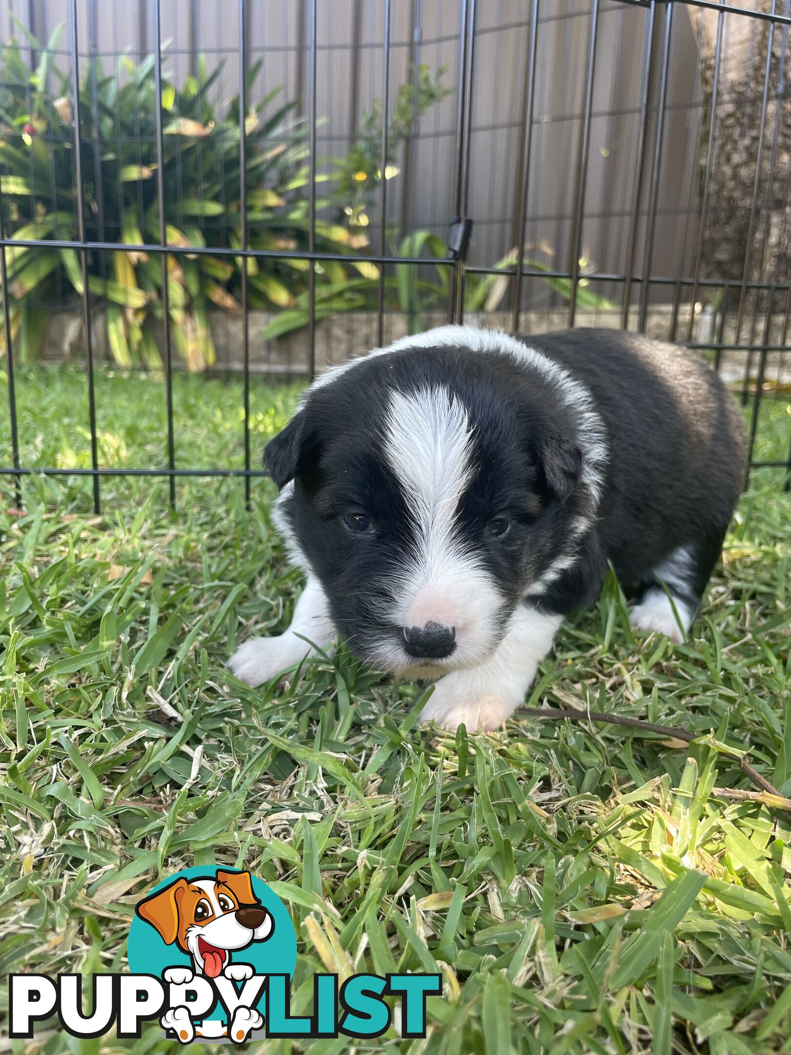 Border Collie puppies for sale