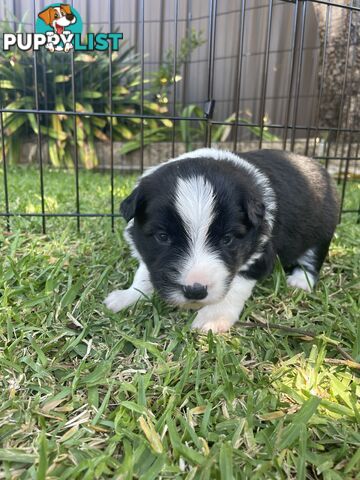 Border Collie puppies for sale