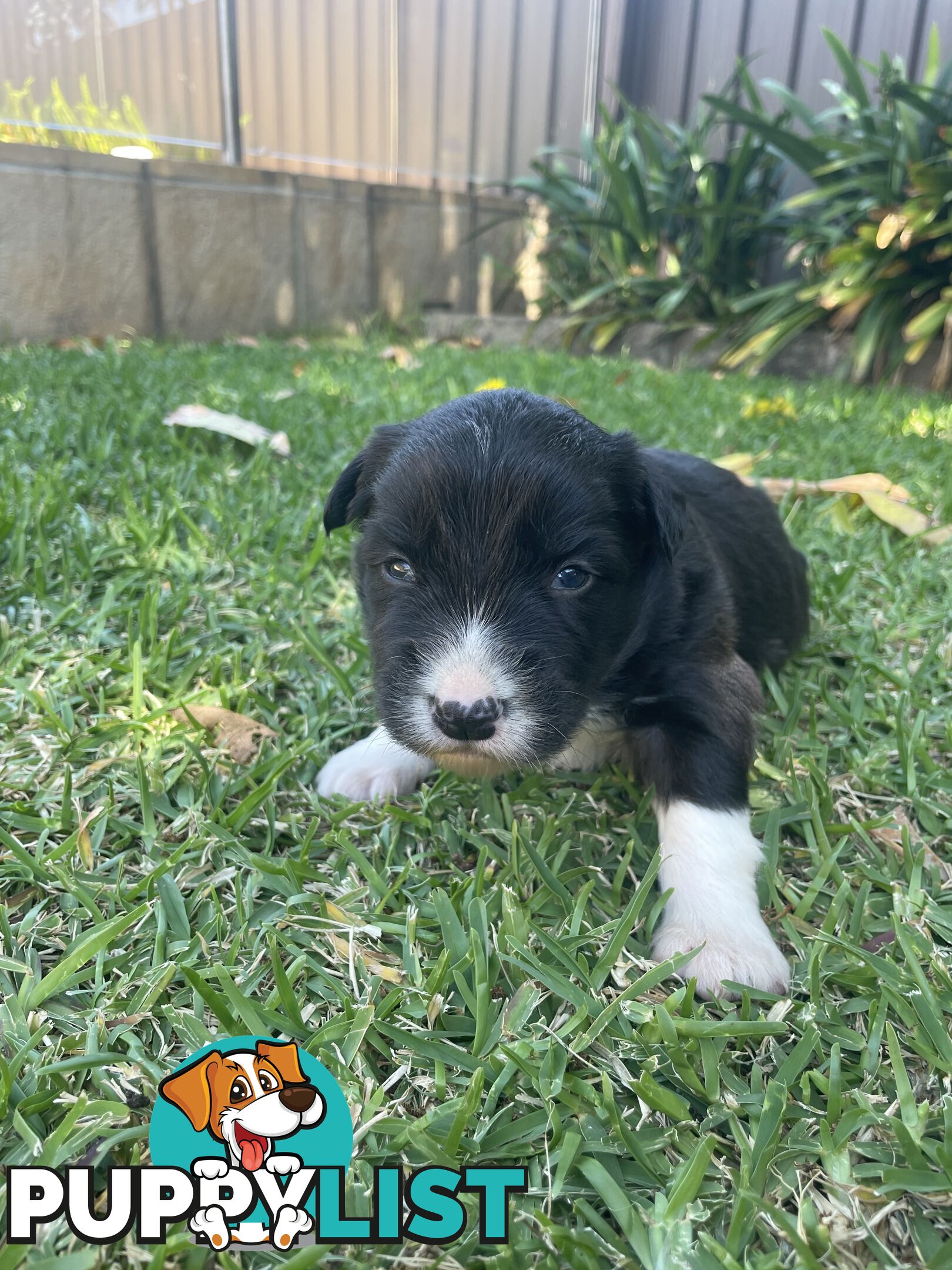 Border Collie puppies for sale