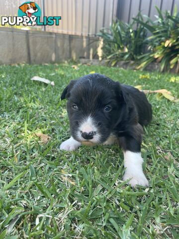 Border Collie puppies for sale