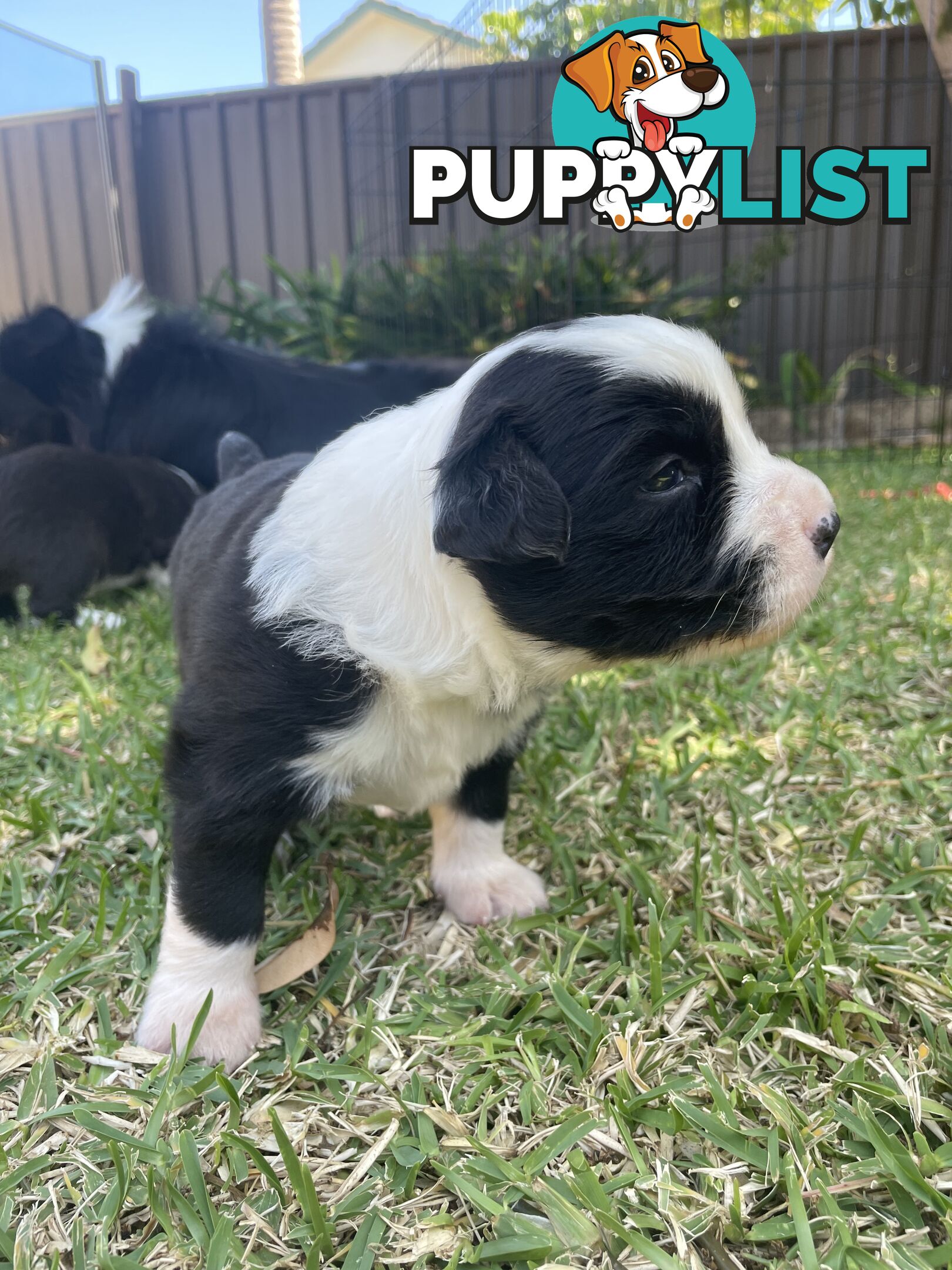 Border Collie puppies for sale