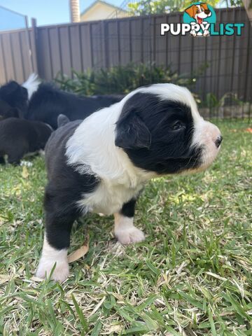 Border Collie puppies for sale