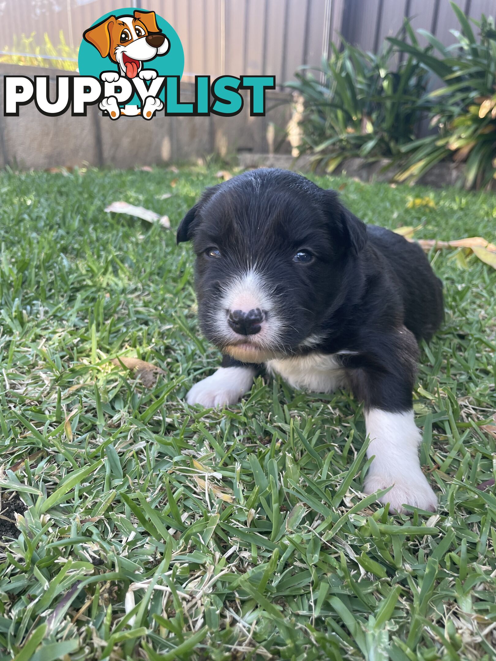 Border Collie puppies for sale