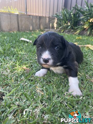 Border Collie puppies for sale