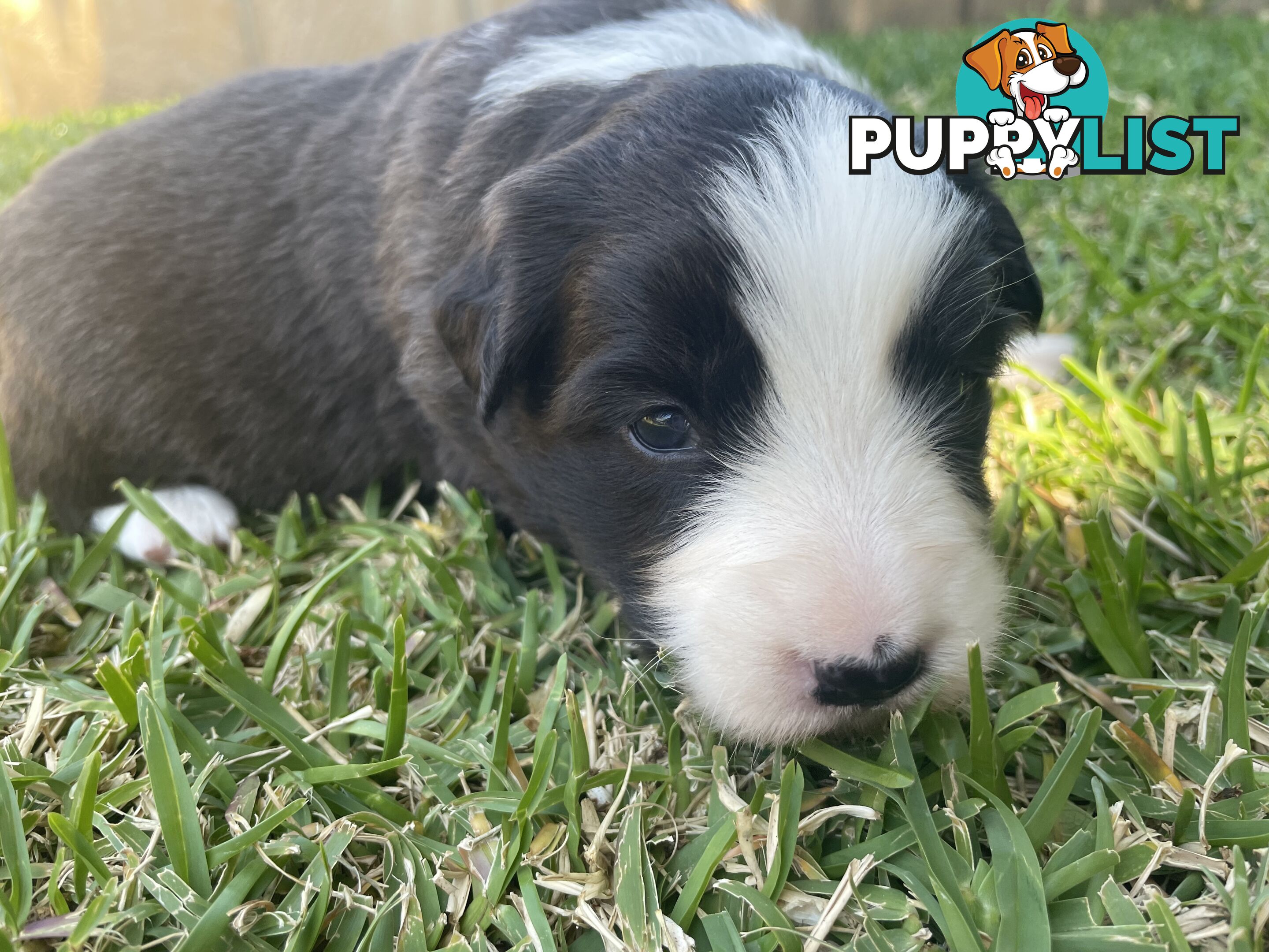 Border Collie puppies for sale