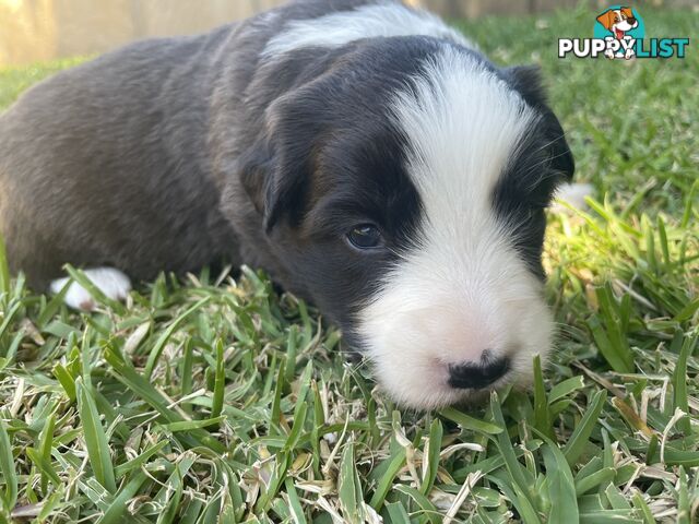 Border Collie puppies for sale