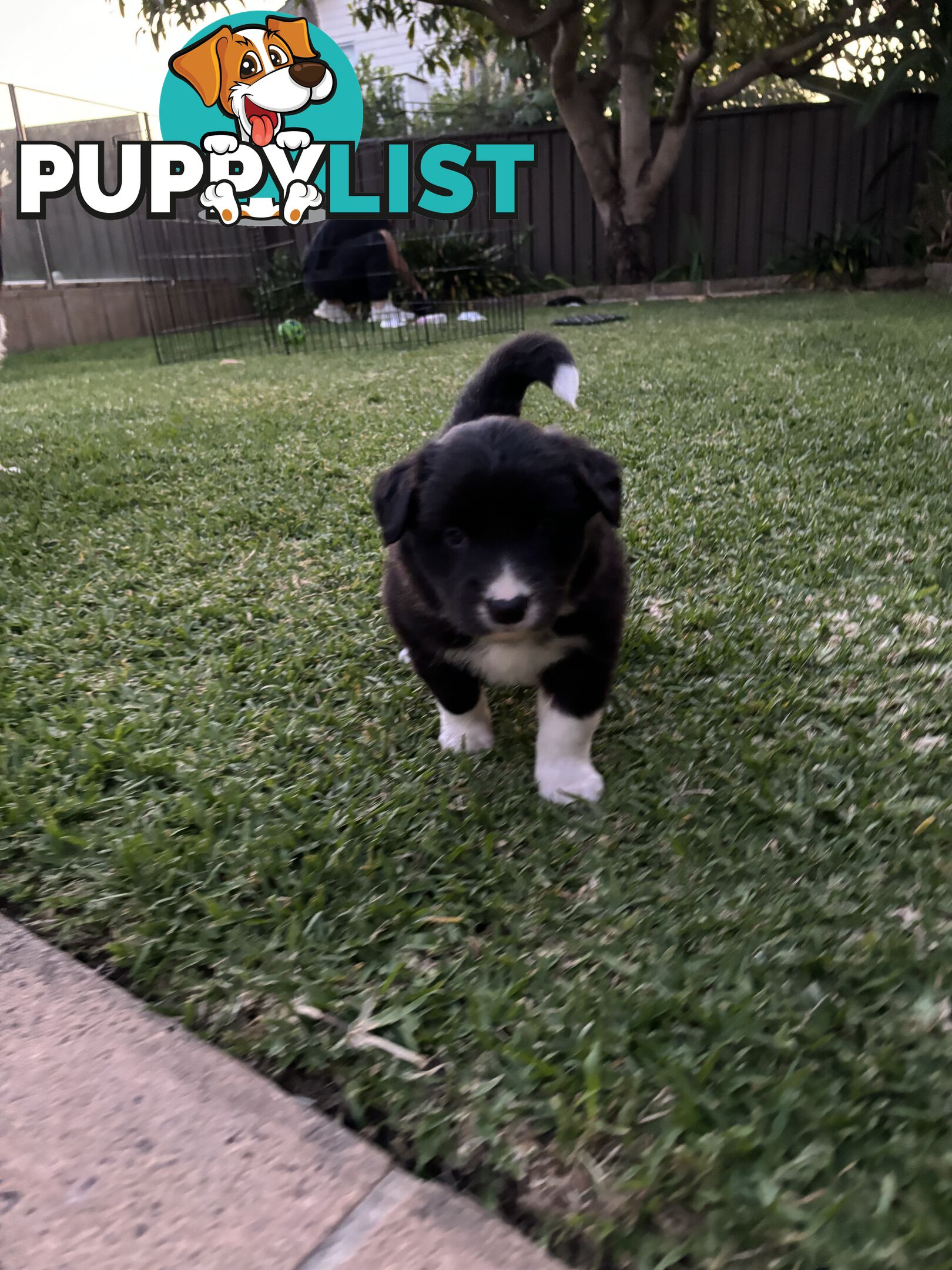 Border Collie puppies for sale