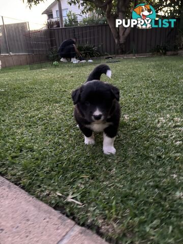 Border Collie puppies for sale