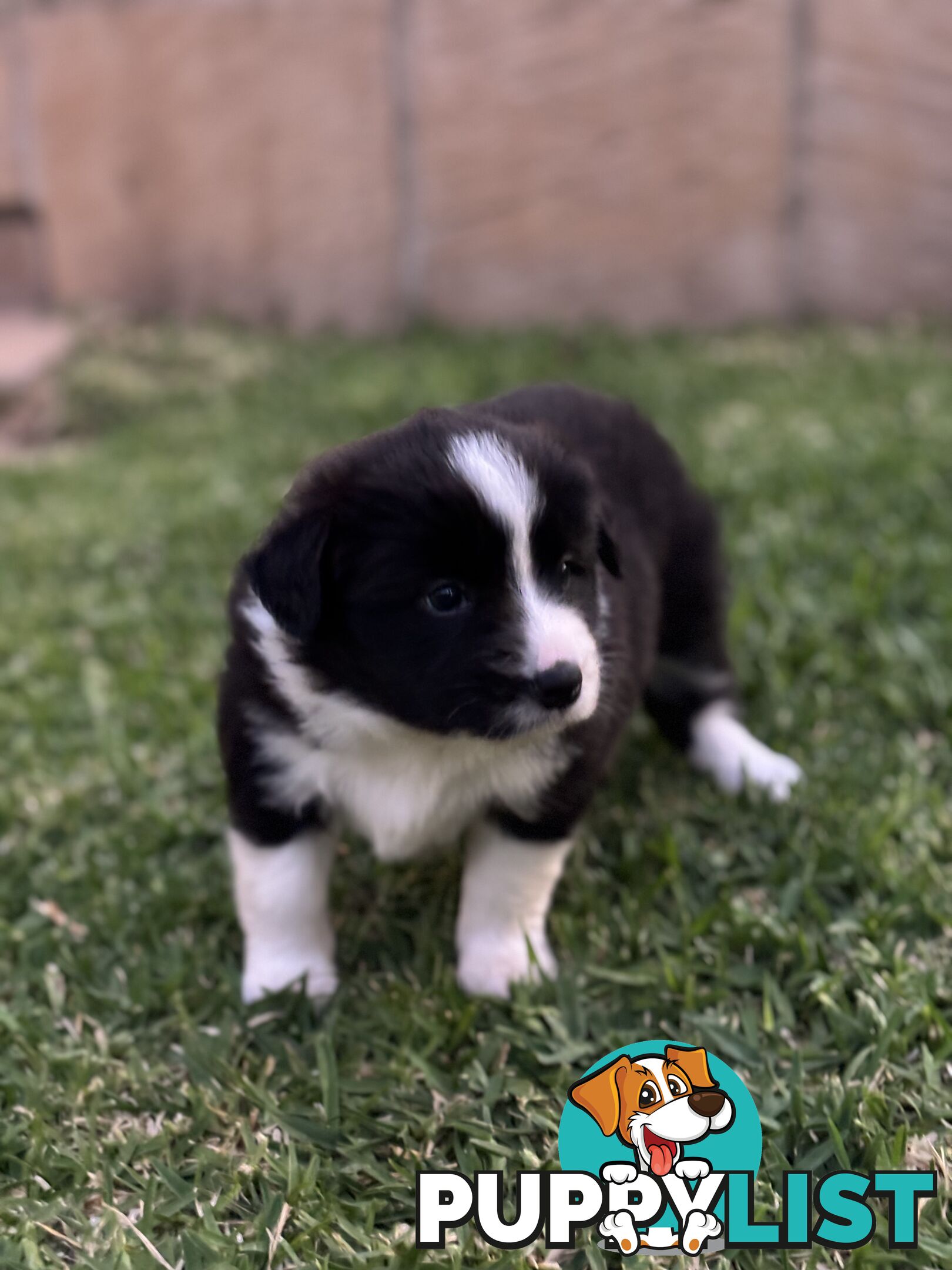 Border Collie puppies for sale