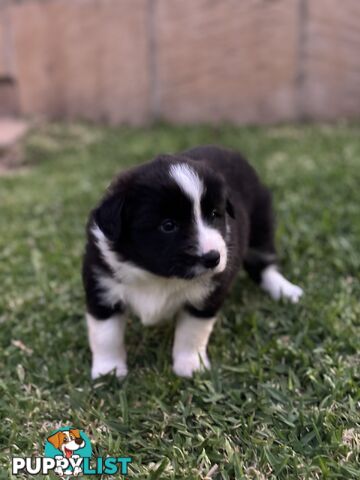 Border Collie puppies for sale