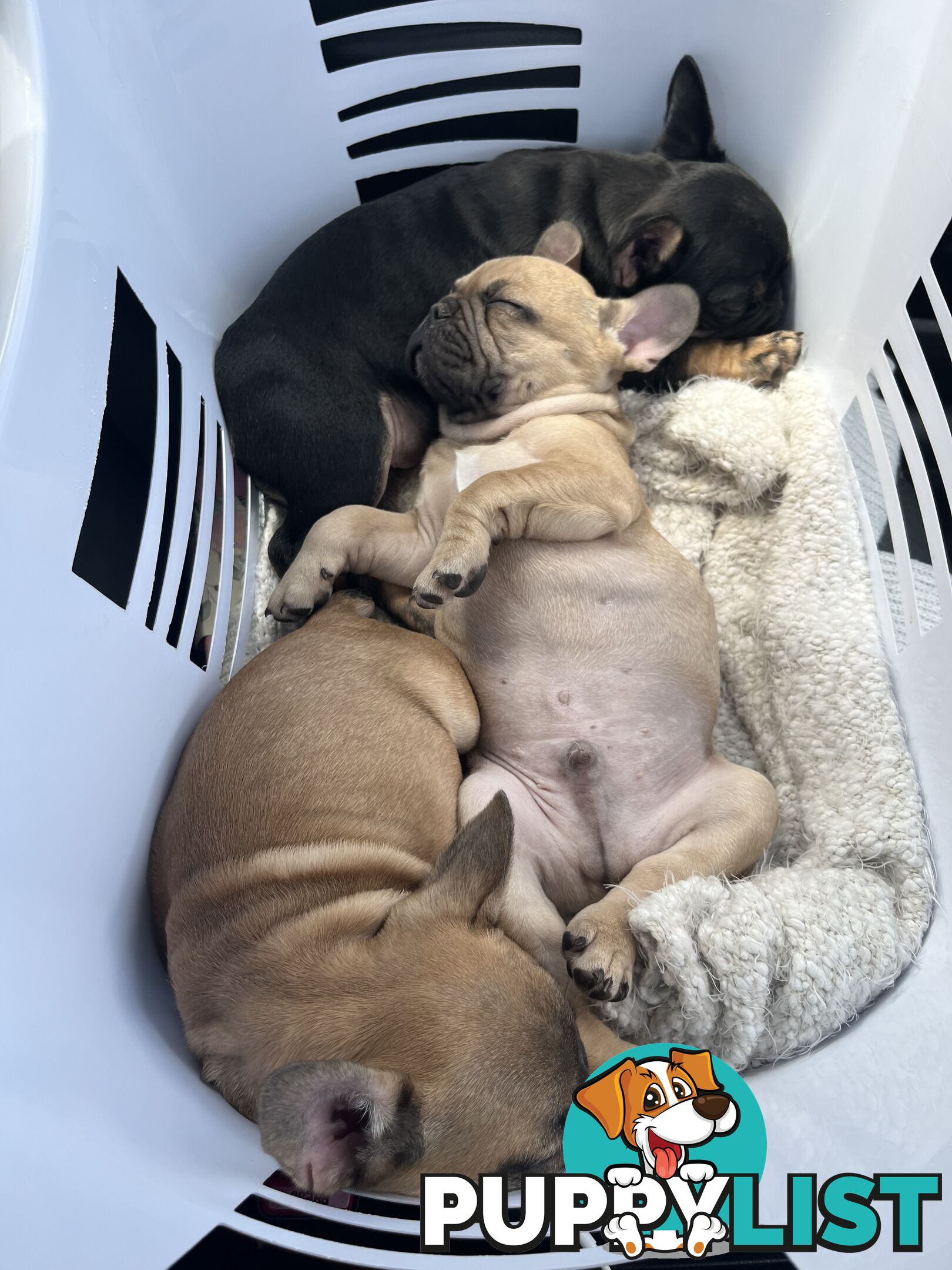 French bulldog puppies purebred