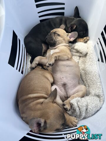 French bulldog puppies purebred