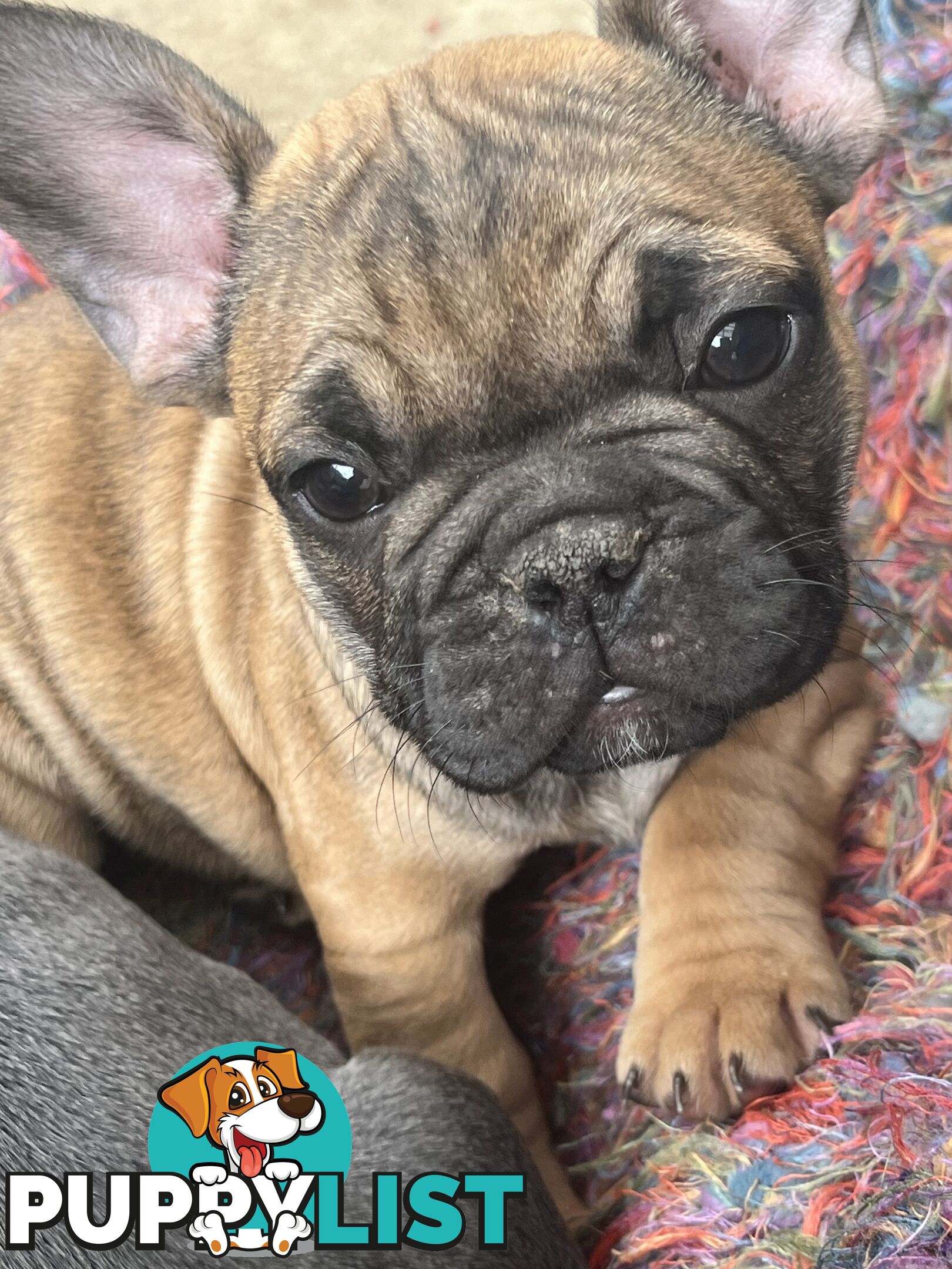 French bulldog puppies purebred