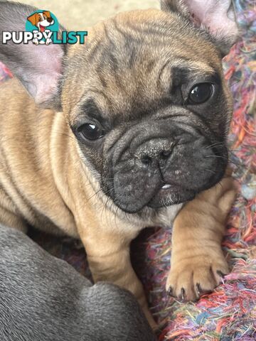 French bulldog puppies purebred