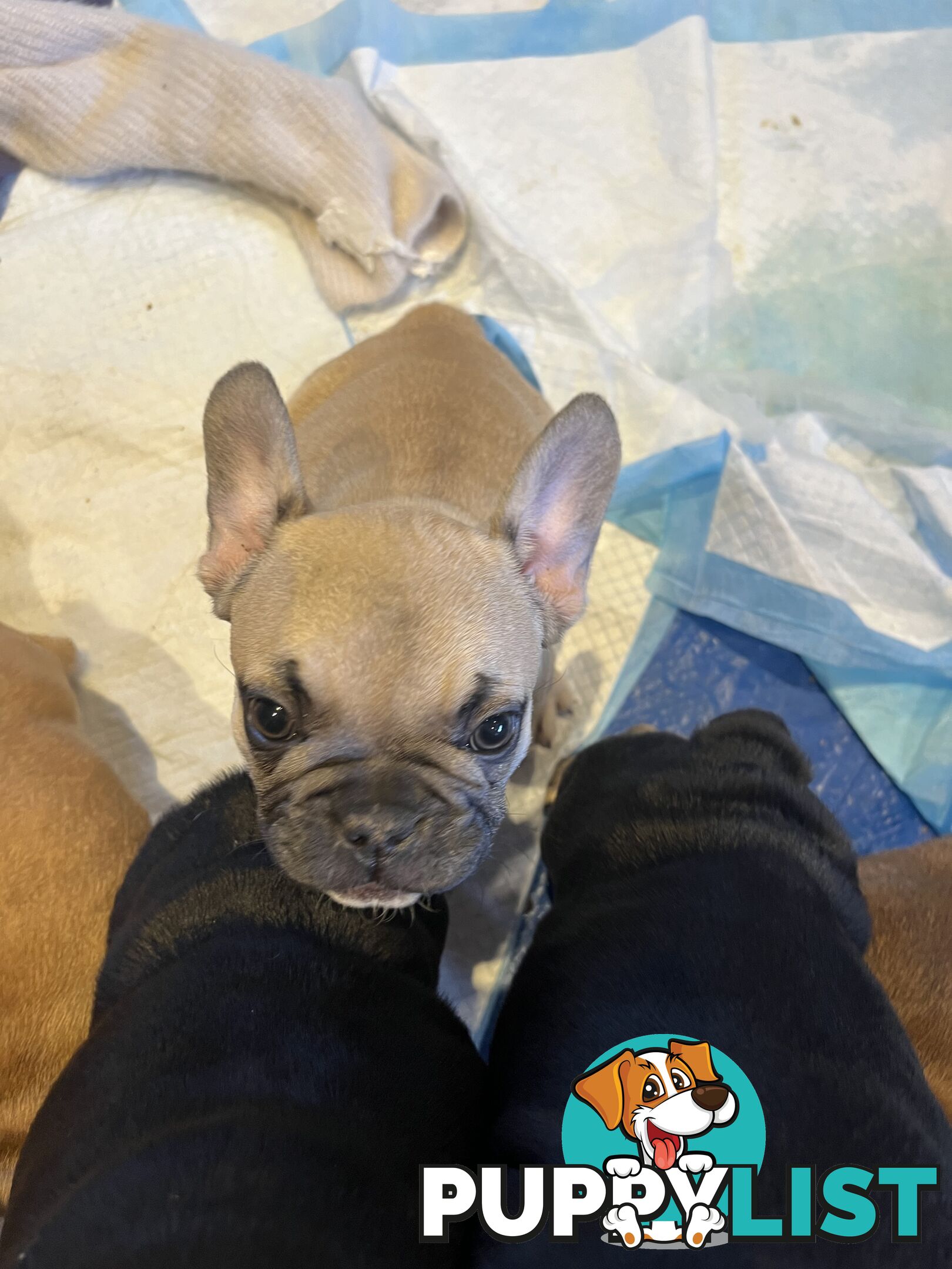 French bulldog puppies purebred