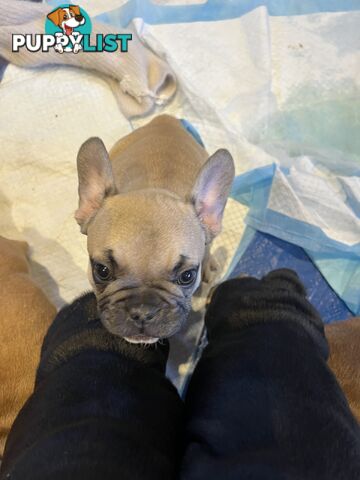 French bulldog puppies purebred