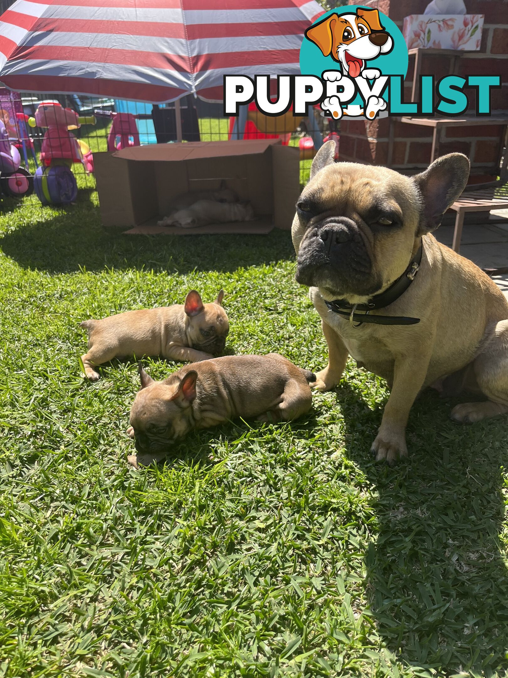 French bulldog puppies purebred