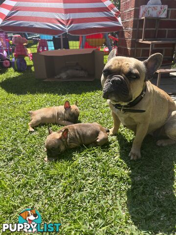 French bulldog puppies purebred