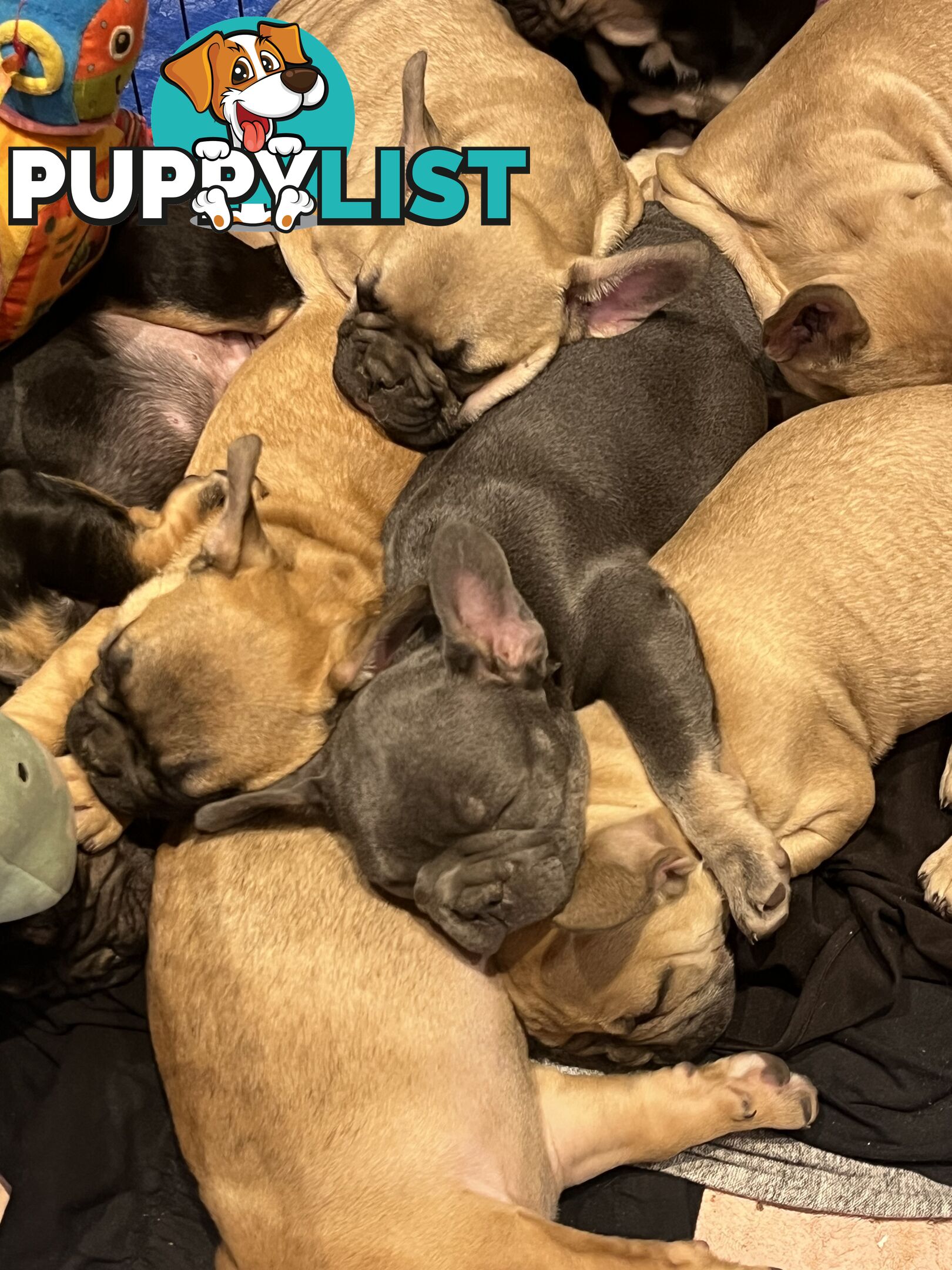 French bulldog puppies purebred