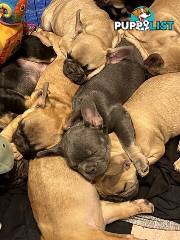 French bulldog puppies purebred