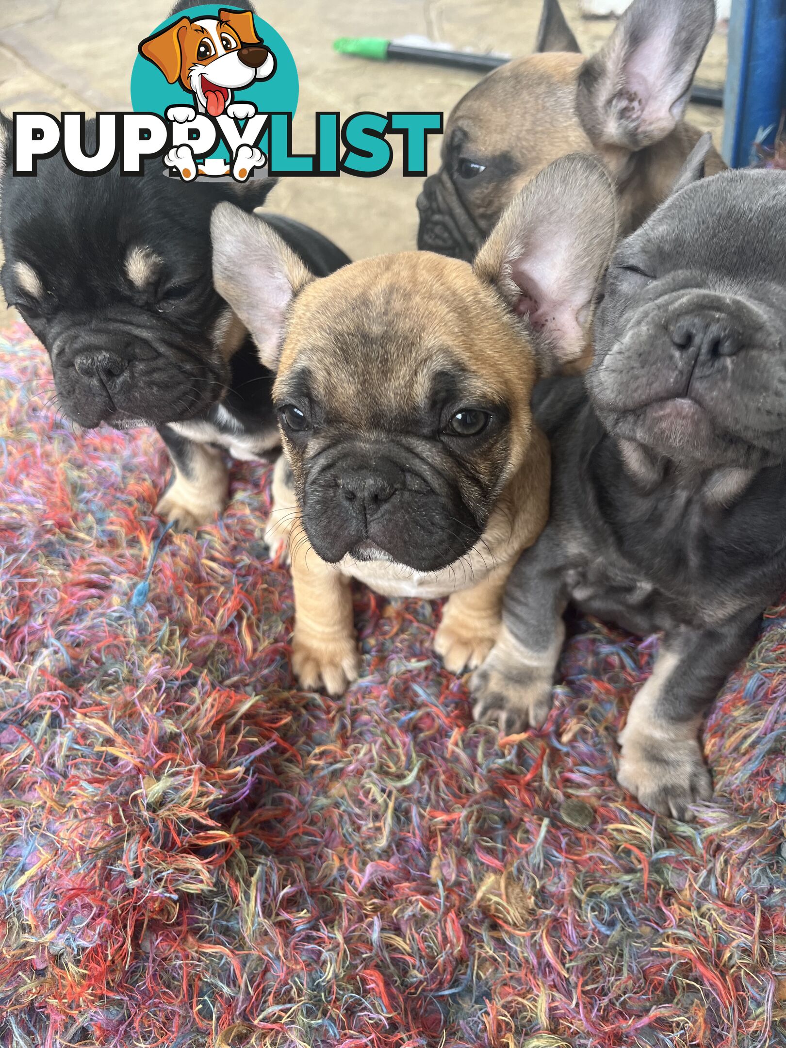 French bulldog puppies purebred