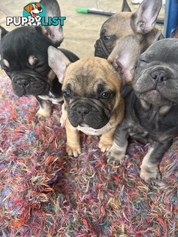 French bulldog puppies purebred