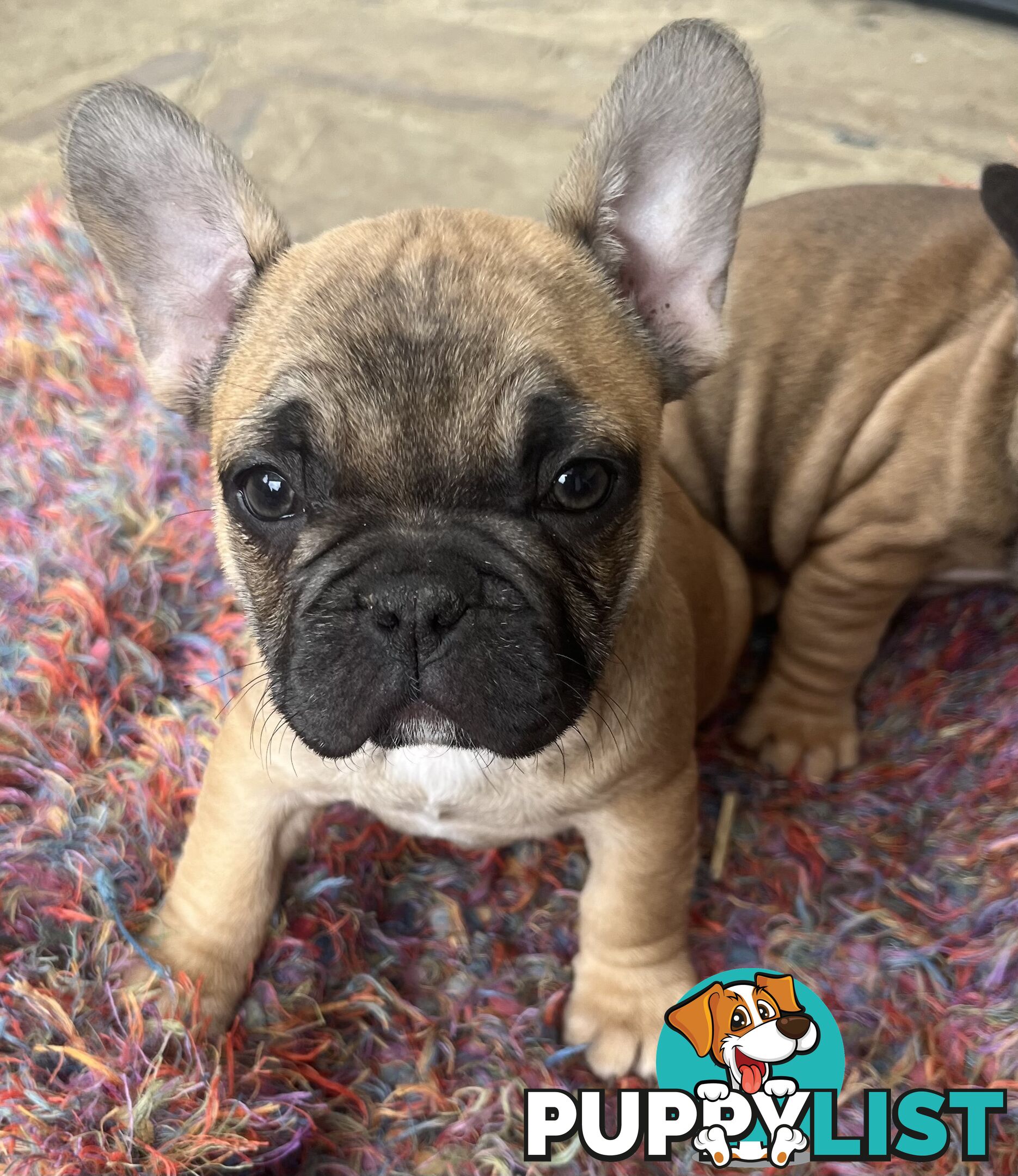 French bulldog puppies purebred