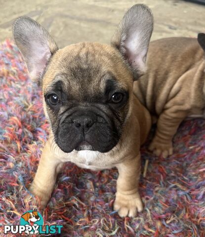 French bulldog puppies purebred