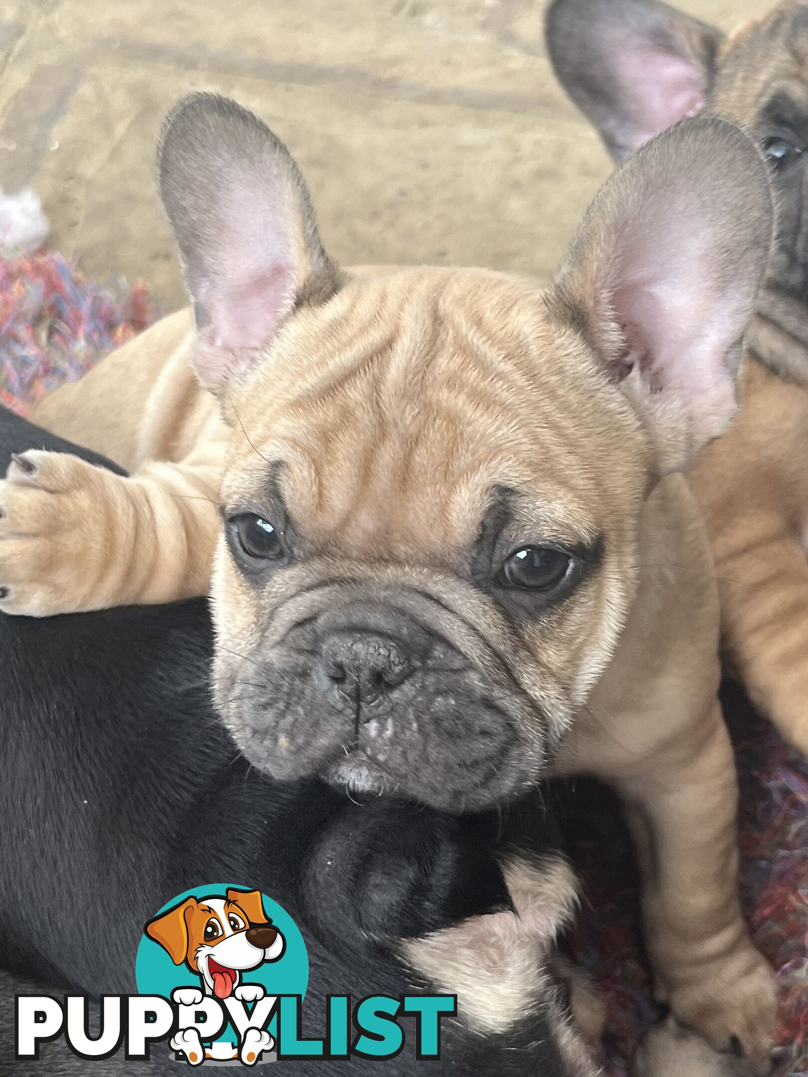 French bulldog puppies purebred