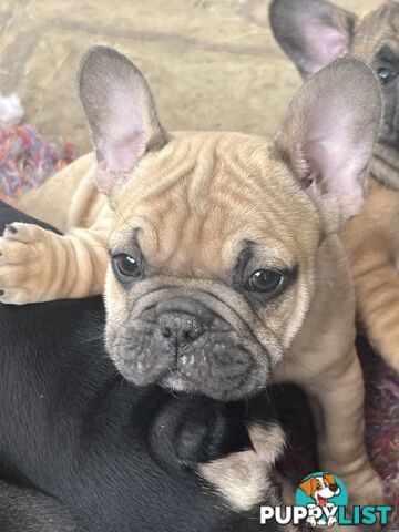 French bulldog puppies purebred