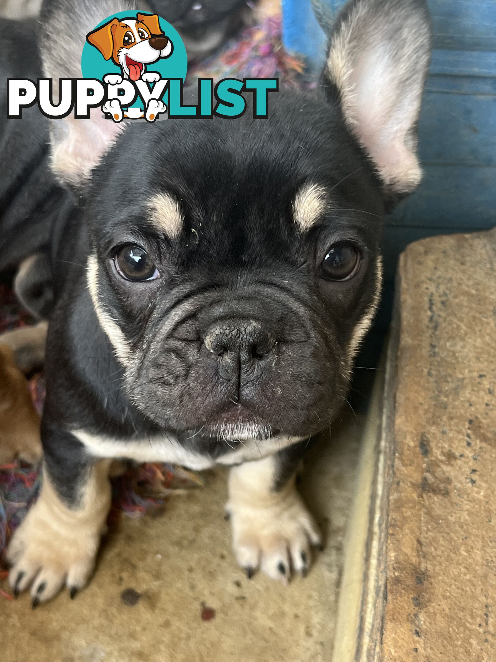 French bulldog puppies purebred