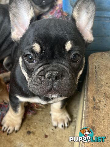 French bulldog puppies purebred