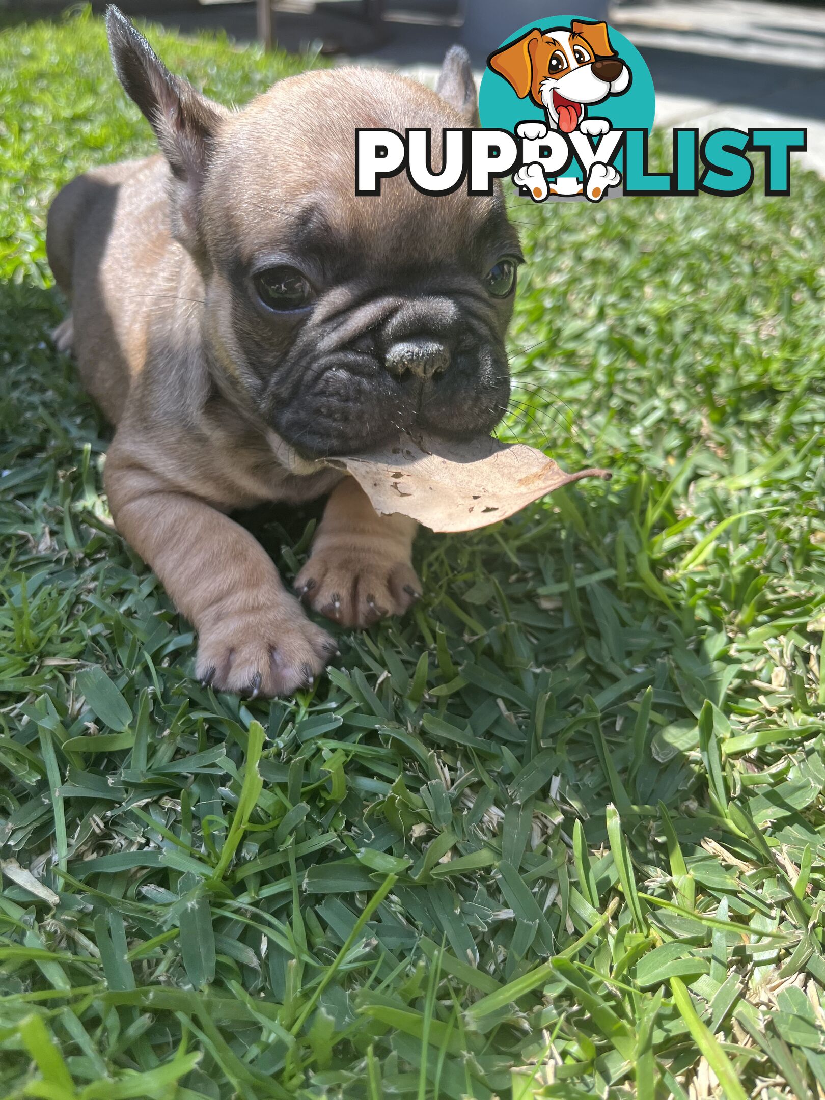 French bulldog puppies purebred