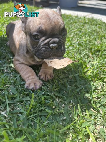 French bulldog puppies purebred