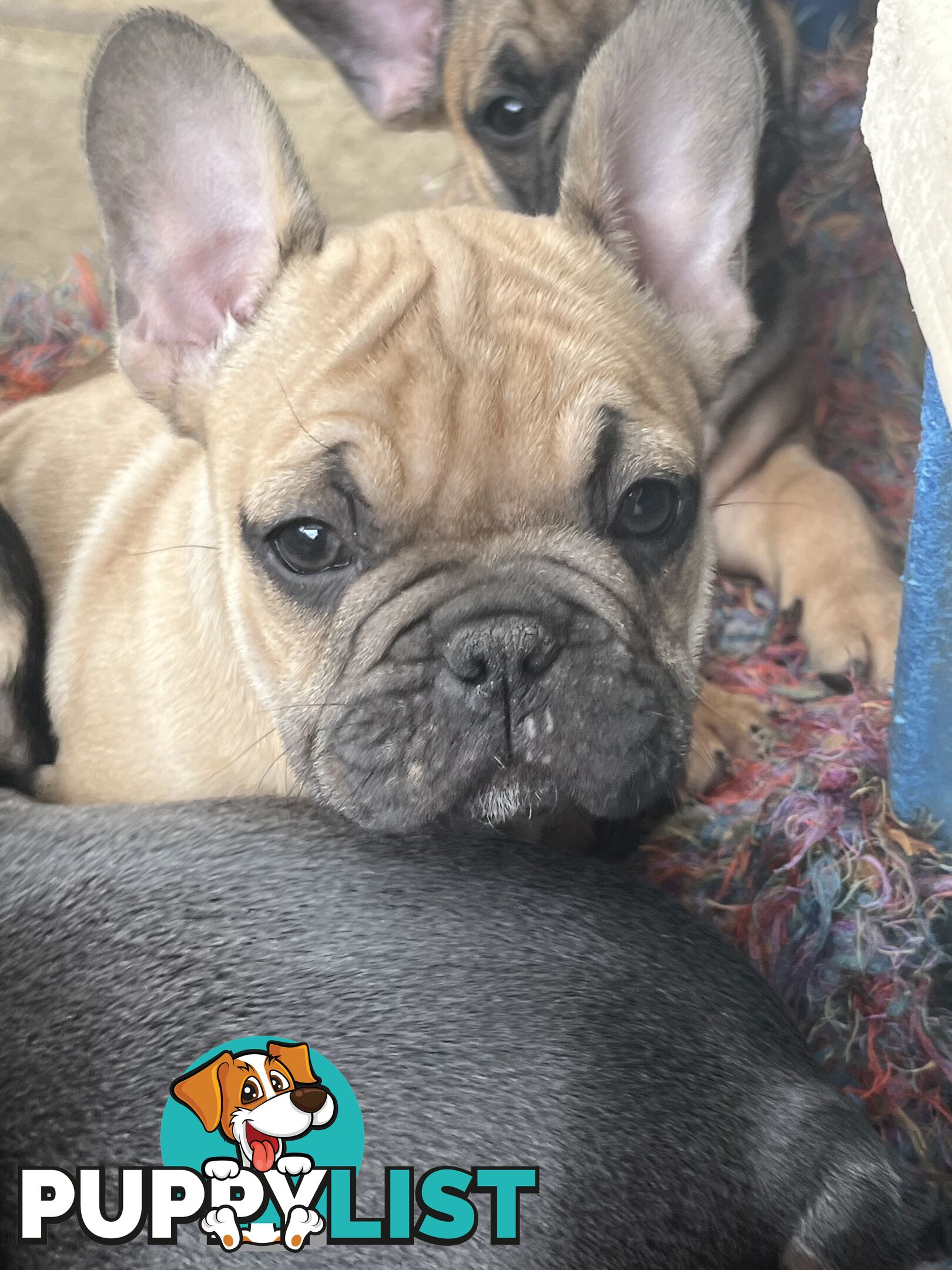 French bulldog puppies purebred