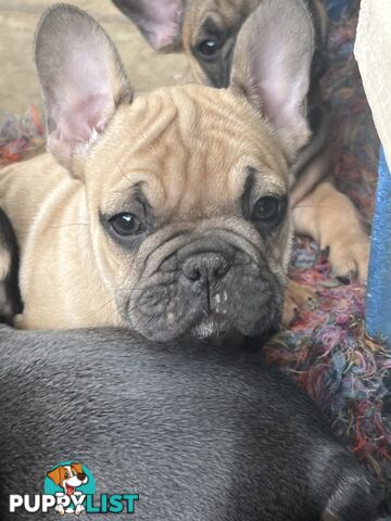 French bulldog puppies purebred