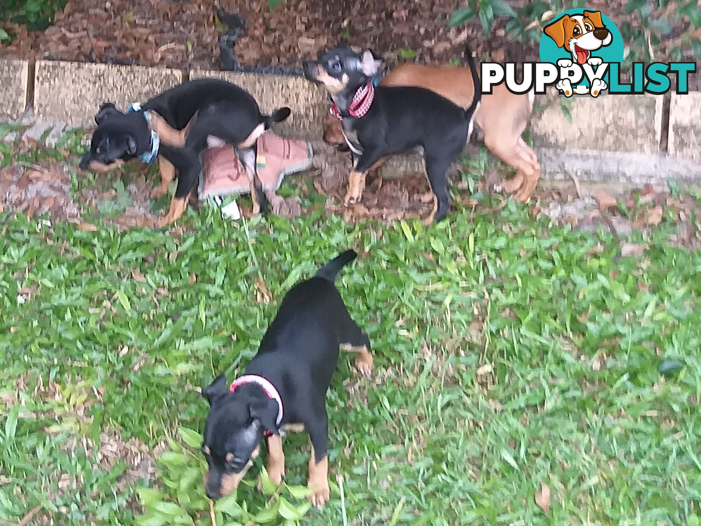 Mini Fox/Pinscher puppies