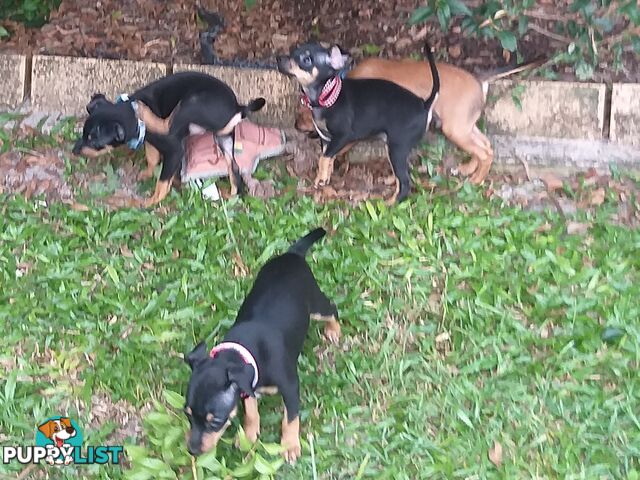 Mini Fox/Pinscher puppies