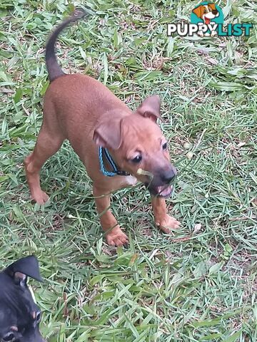 Mini Fox/Pinscher puppies