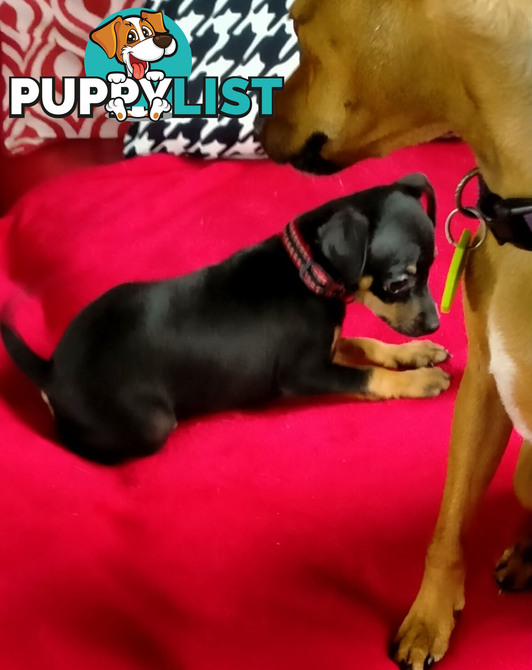 Mini Fox/Pinscher puppies