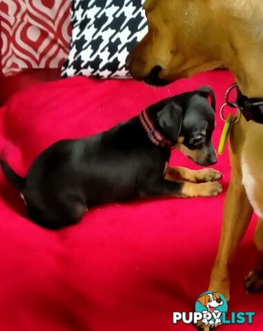 Mini Fox/Pinscher puppies