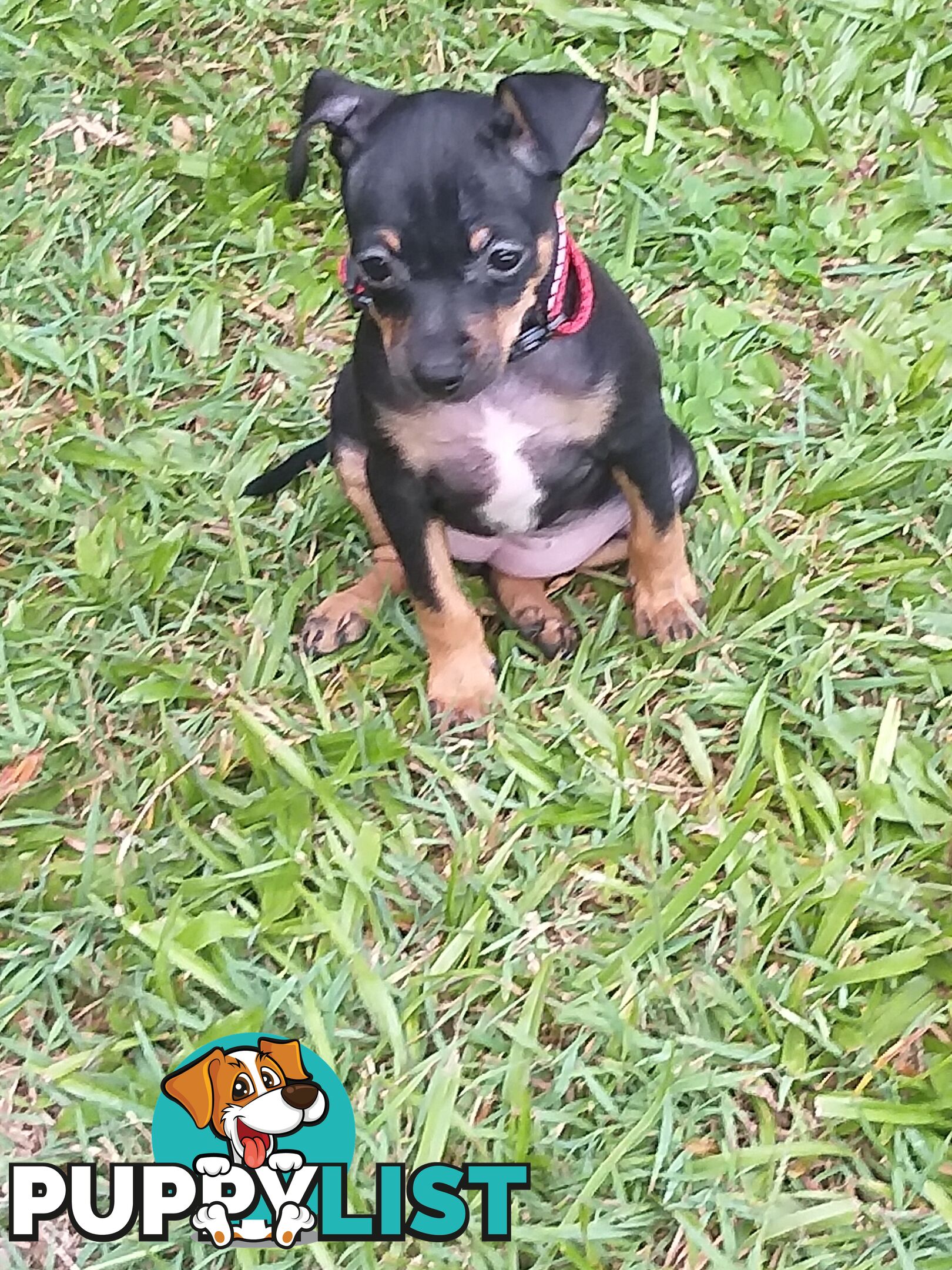 Mini Fox/Pinscher puppies