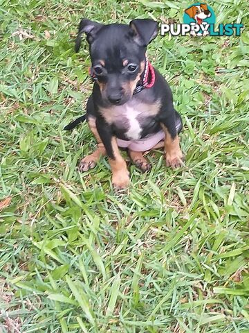 Mini Fox/Pinscher puppies