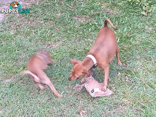 Mini Fox/Pinscher puppies