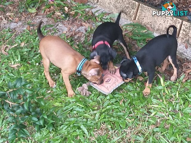 Mini Fox/Pinscher puppies