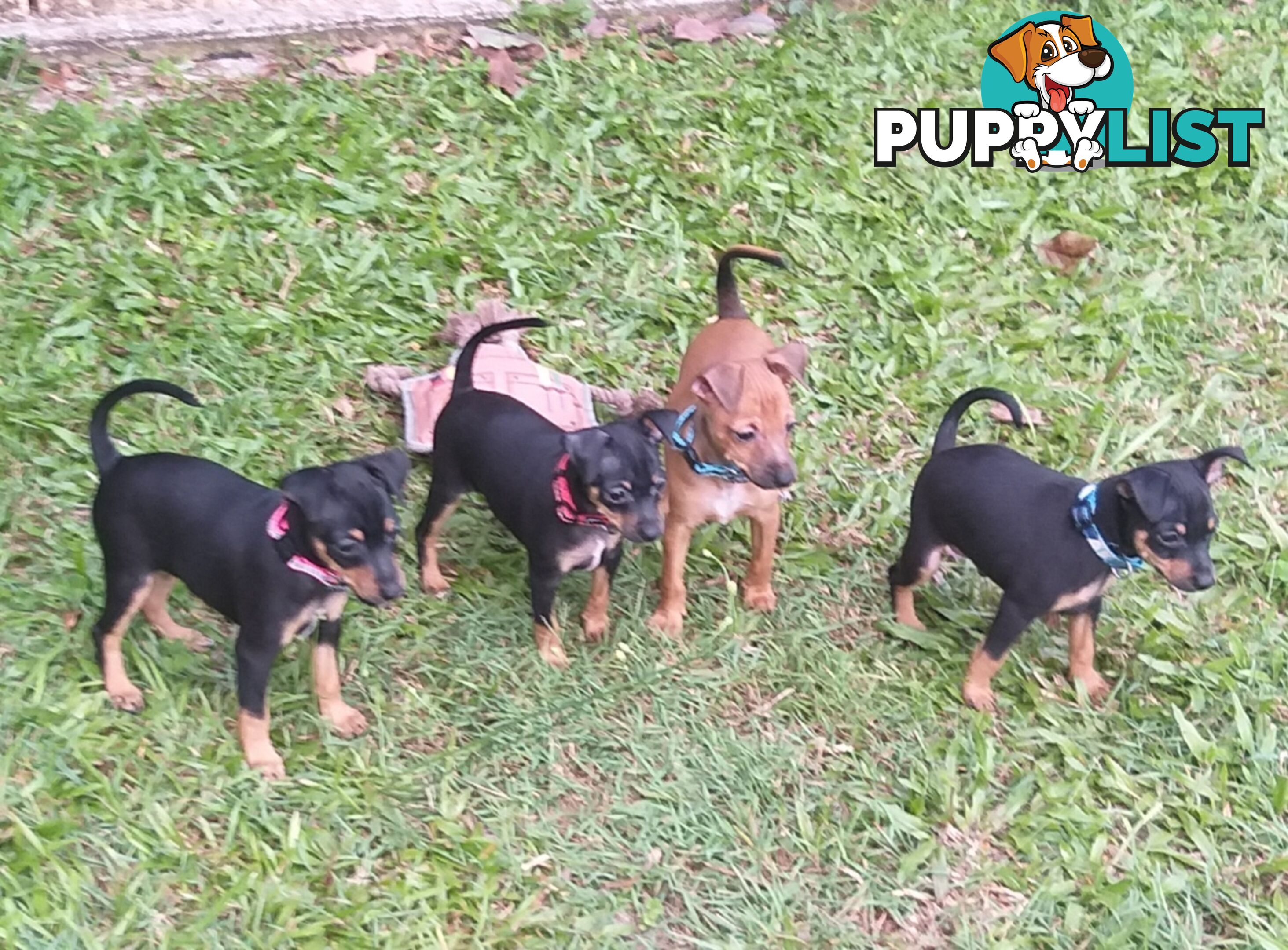 Mini Fox/Pinscher puppies