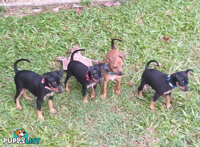 Mini Fox/Pinscher puppies