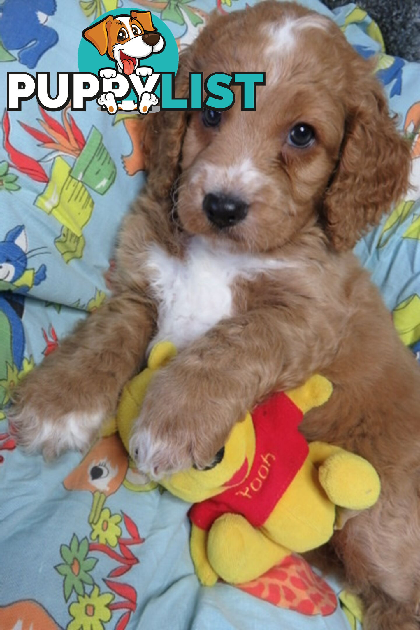 Spoodles and Purebred English Cocker Spaniels!